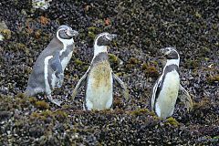 Humboldt Penguin